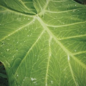 Meet your Posher, Nicky